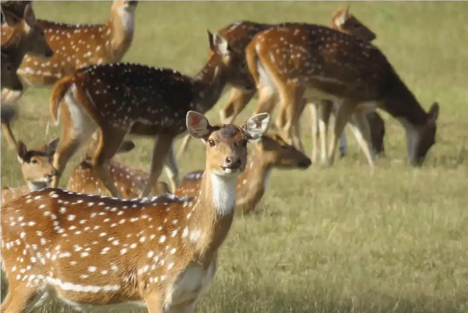 los-ciervos-axis-se-transformaron-en-una-plaga-en-uruguay,-produciendo-danos-al-ecosistema,