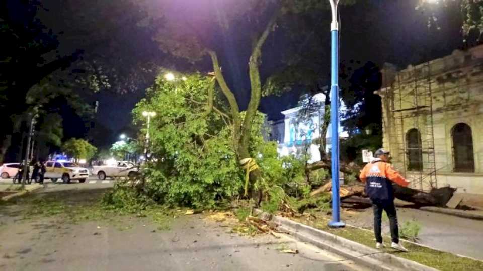 «se-recomienda-para-las-avenidas»:-la-muncipalidad-de-san-miguel-de-tucuman-reemplazo-el-arbol-caido-este-jueves