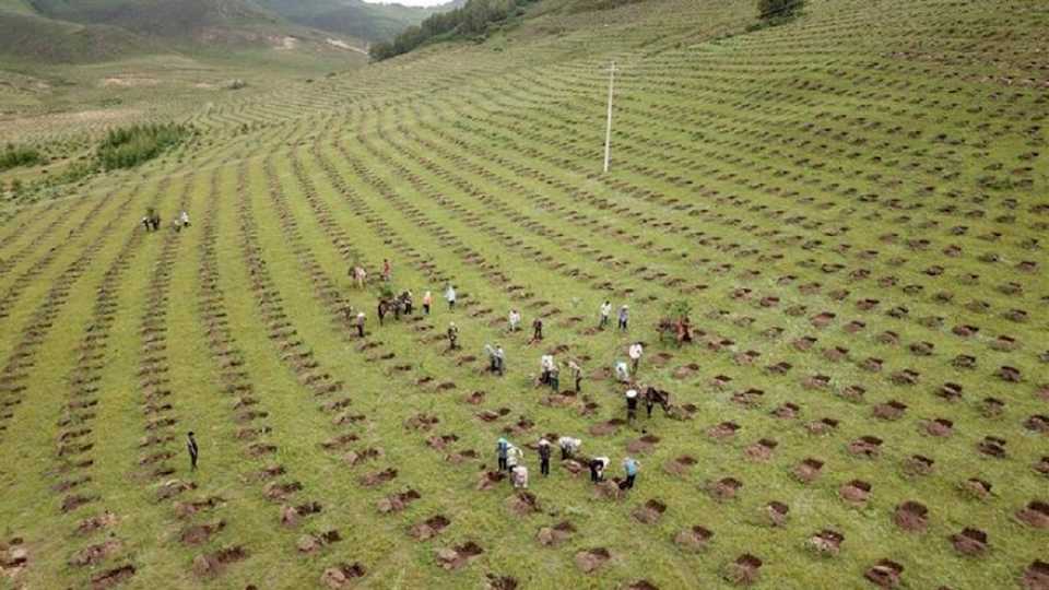 El milagro que puede salvar el planeta: Así ha reforestado China una superficie como España