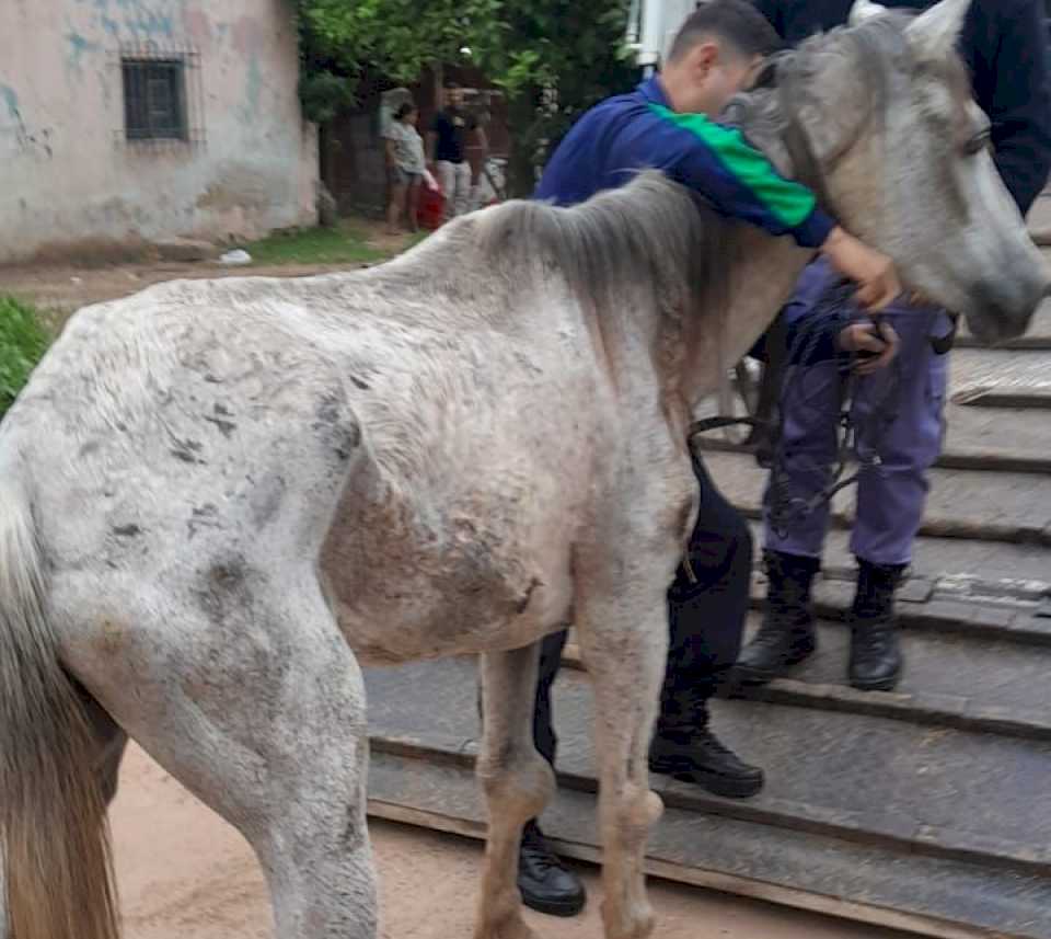 Recibieron una denuncia por whatsapp y rescataron a un caballo gravemente herido en El Timbó