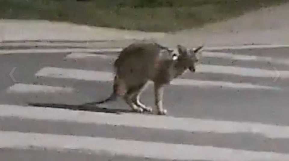 misterio-resuelto:-que-ocurrio-con-el-supuesto-“canguro”-que-deambulaba-por-las-calles-de-mendiolaza