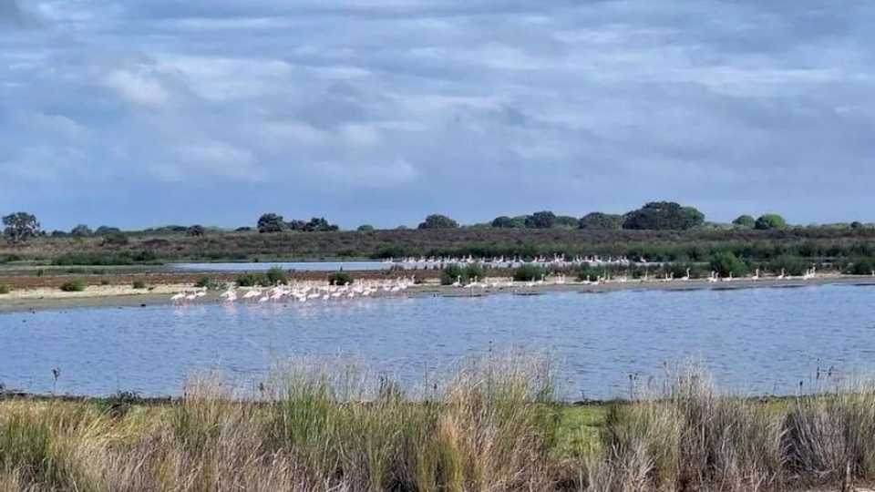 La mayor laguna de Doñana revive tras las últimas lluvias