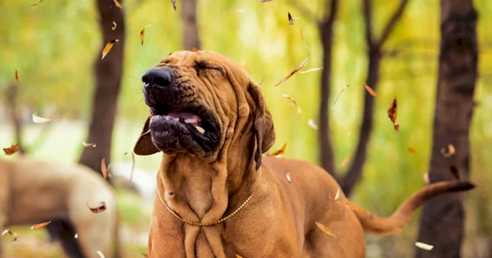 mascota:-¿que-es-el-estornudo-inverso-en-los-perros?