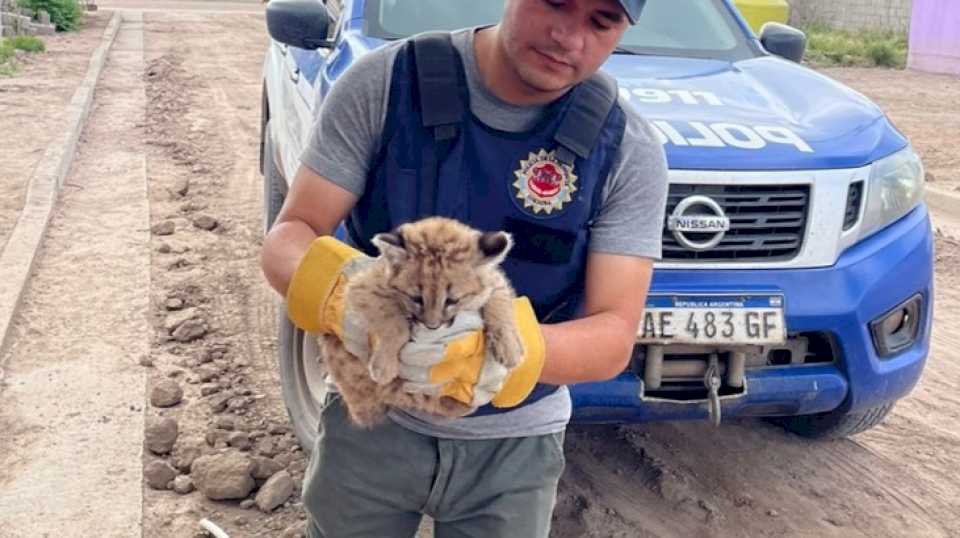 cordoba:-rescataron-a-un-puma-bebe-que-se-encontraba-en-una-casa