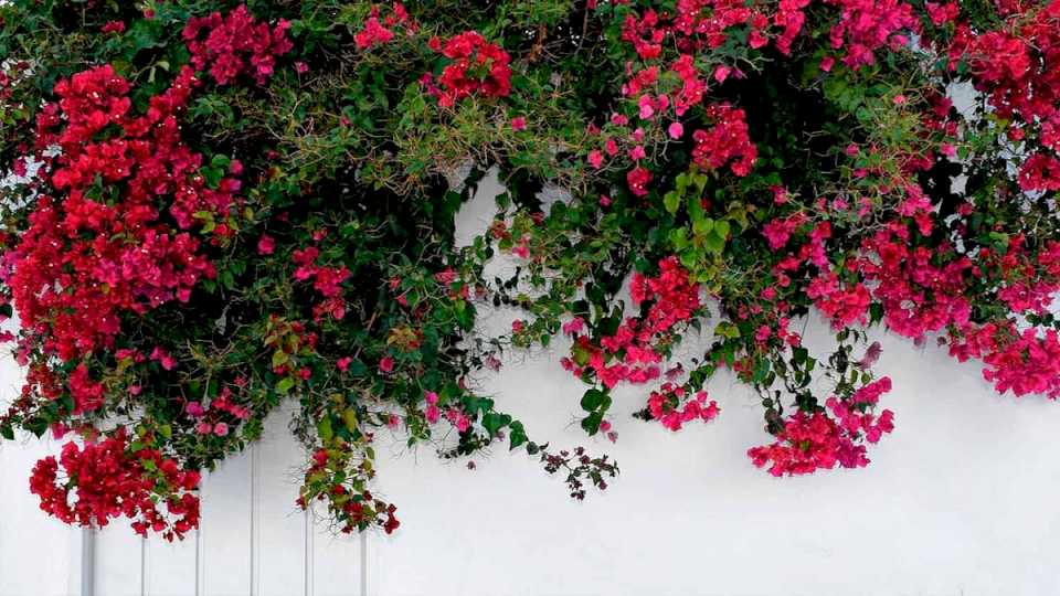 la-receta-de-abono-casero-que-hace-magia-en-las-plantas-trepadoras-de-tu-jardin