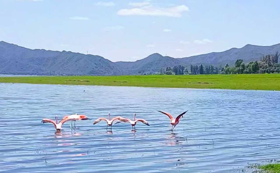 video:-flamencos-rosados-sorprendieron-este-viernes-en-el-lago-san-roque