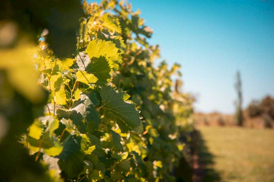 El proyecto turístico Entre Ríos, brindis y sabores fue reconocido por el CFI