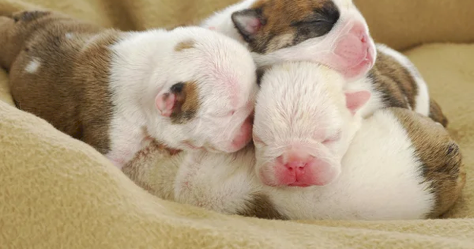 mascota:-¿es-malo-tocar-a-los-cachorritos-recien-nacidos?