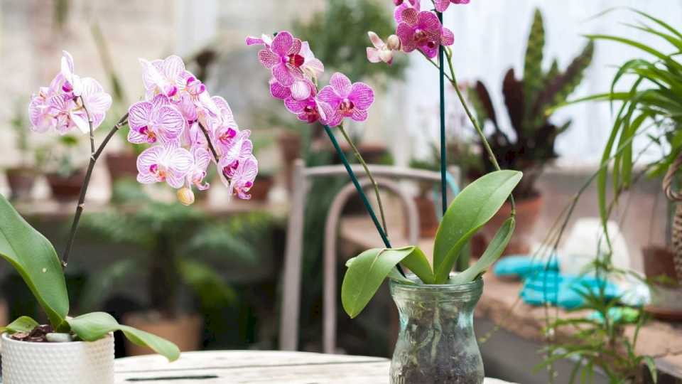 los-cuidados-que-necesita-una-orquidea-en-primavera