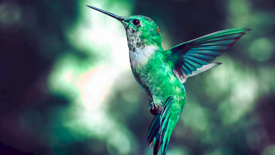 el-misterio-del-colibri-verde:-¿que-significa-si-una-persona-lo-ve?