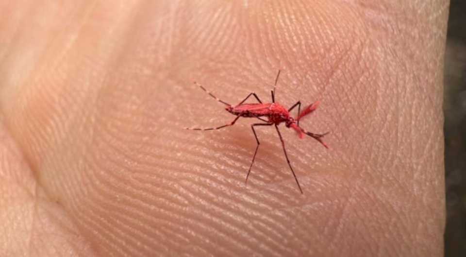 Qué son los nuevos mosquitos rojos que crearon para combatir el dengue y por qué no hay que matarlos