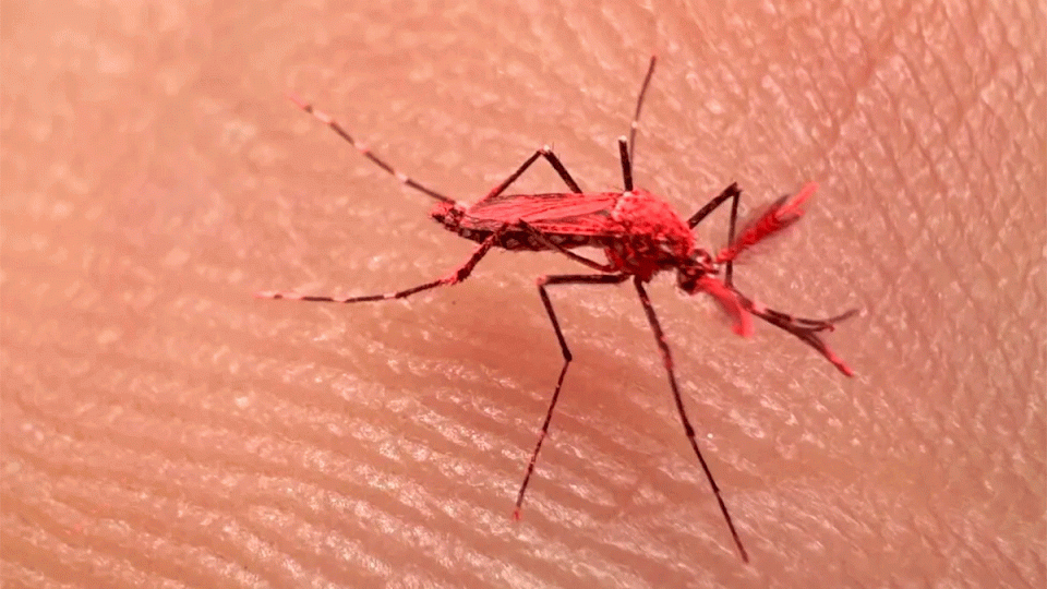 Qué son los nuevos mosquitos rojos y por qué no hay que matarlos