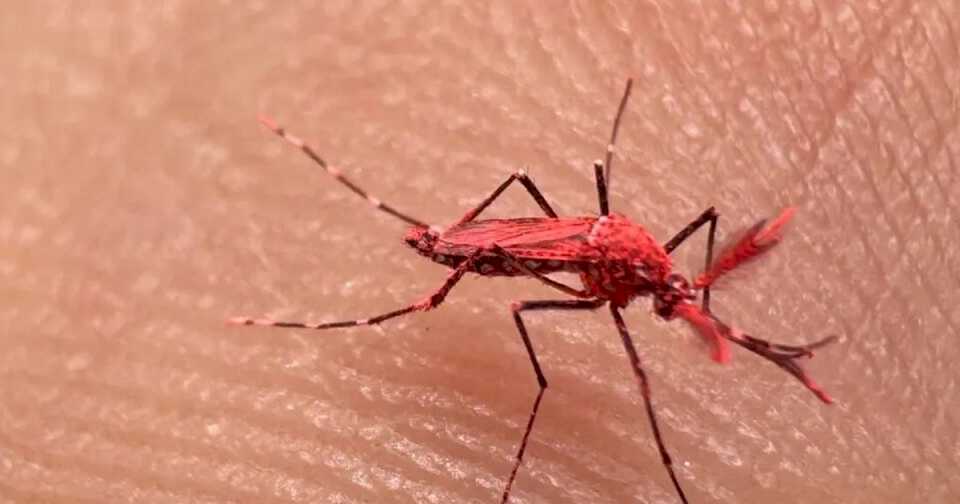 «mosquitos-rojos»:-que-son-estos-insectos-que-circulan-en-mendoza-y-por-que-no-hay-que-matarlos