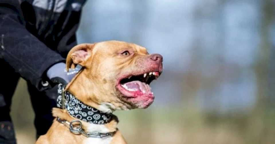 nina-de-10-anos-fue-mordida-por-un-pitbull-en-misiones-y-debio-ser-operada