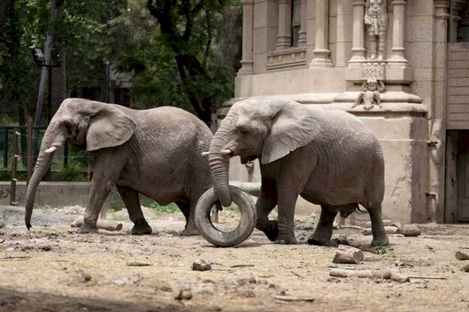 Murió Kuki, una de las elefantas africanas del Ecoparque que esperaba ser trasladada a un santuario en Brasil