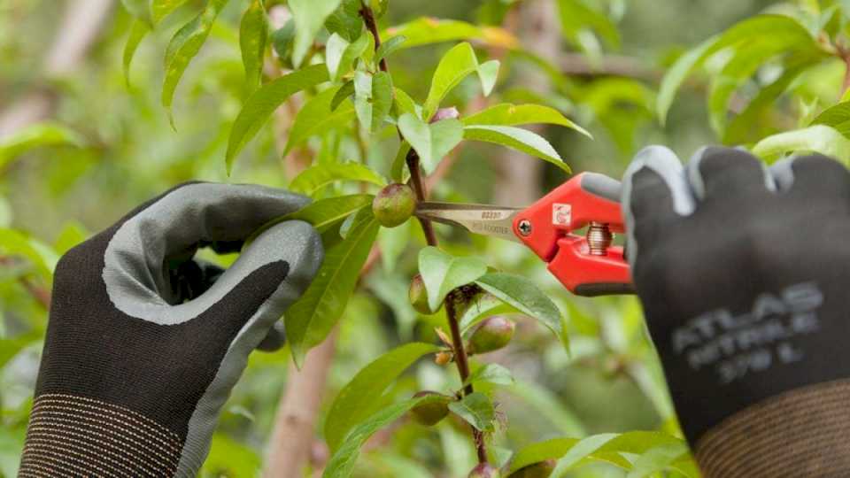 lanzan-una-capacitacion-en-“raleo-de-pepita-y-carozo”:-mira-como-inscribirte