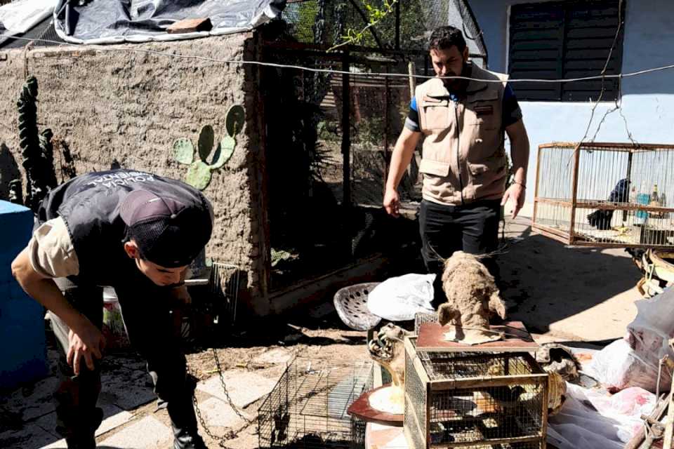 cordoba:-encontraron-dos-guacamayos-en-una-vivienda