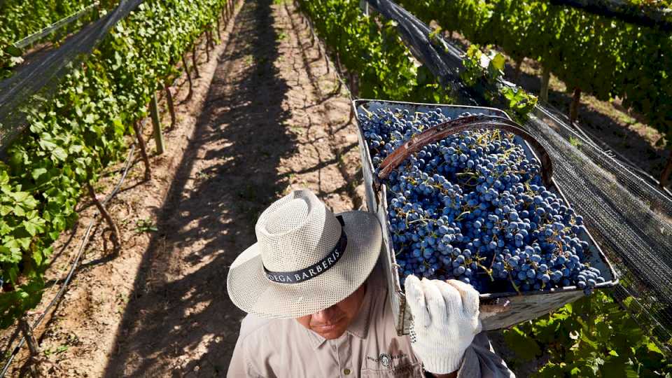 con-la-cosecha-2024-crecio-la-cantidad-de-bodegas-que-elaboraron-vino-pero-el-consumo-interno-no-remonta