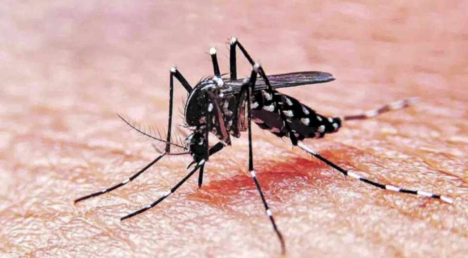 dengue-en-cordoba:-detectaron-el-primer-caso-de-serotipo-4-en-el-pais