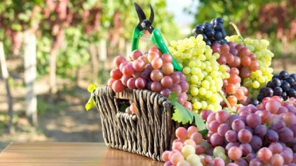 ¿por-que-incluir-uvas-en-tu-dieta?-descubre-sus-increibles-beneficios