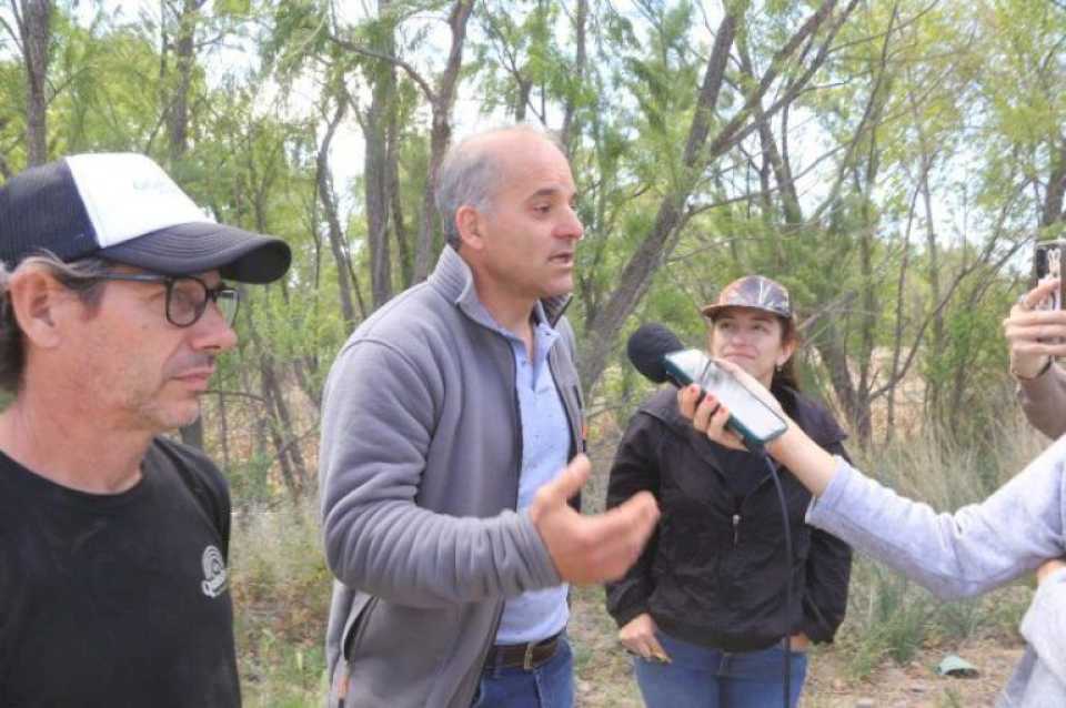 Buscan repoblar la ciudad de Neuquén con sauces criollos