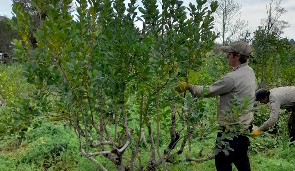 yerba-mate:-aseguran-que-la-desregulacion-de-milei-provoco-una-perdida-de-ganancias-mucho-mas-acelerada-que-en-los-90-para-el-productor