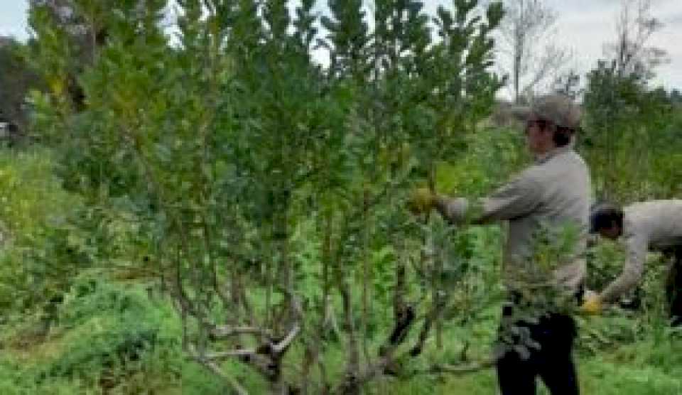 yerba-mate:-aseguran-que-la-desregulacion-de-milei-provoco-una-perdida-de-ganancias-para-los-productores-mucho-mas-acelerada-que-en-los-90