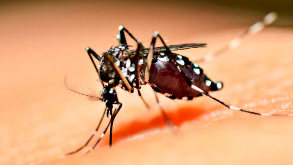 En qué horario pica más el mosquito Aedes aegypti