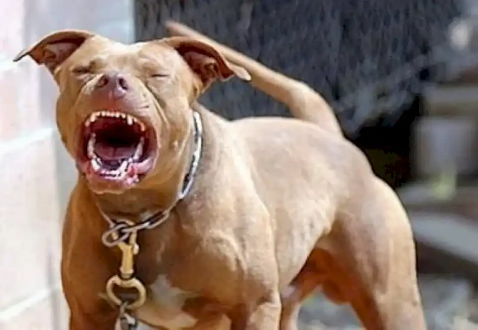 vecinos-tuvieron-a-contener-a-un-pitbull-que-lastimo-a-varios-perros-en-obera