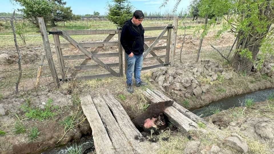 Los Furlotti de San Carlos hablaron de impunidad tras la muerte de la burra Lola