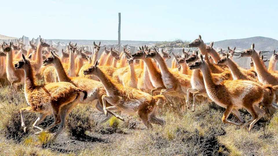 «Van a destruir la Patagonia»: entidades rurales piden ayuda por el impacto de los guanacos