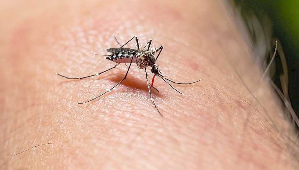 en-el-cierre-de-esta-semana,-los-casos-de-dengue-presentaron-un-ascenso-en-las-cifras