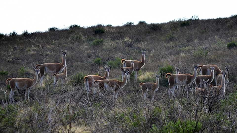 advierten-que-la-creciente-poblacion-de-guanacos-atenta-contra-la-ganaderia-ovina