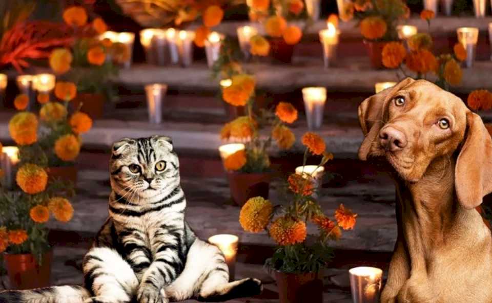 Día de Muertos para mascotas 2024: cuándo es y qué debe llevar el altar