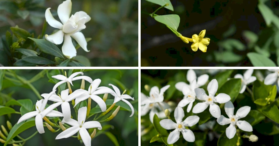 jardineria:-los-mejores-trucos-para-tus-jazmines