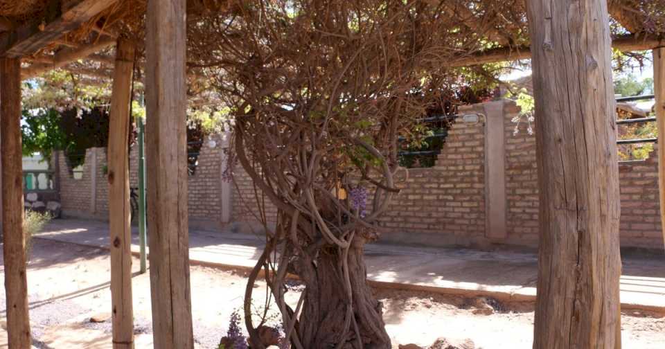 La glicina tamberiana de Domingo Faustino Sarmiento le hace sombra a la higuera de Doña Paula