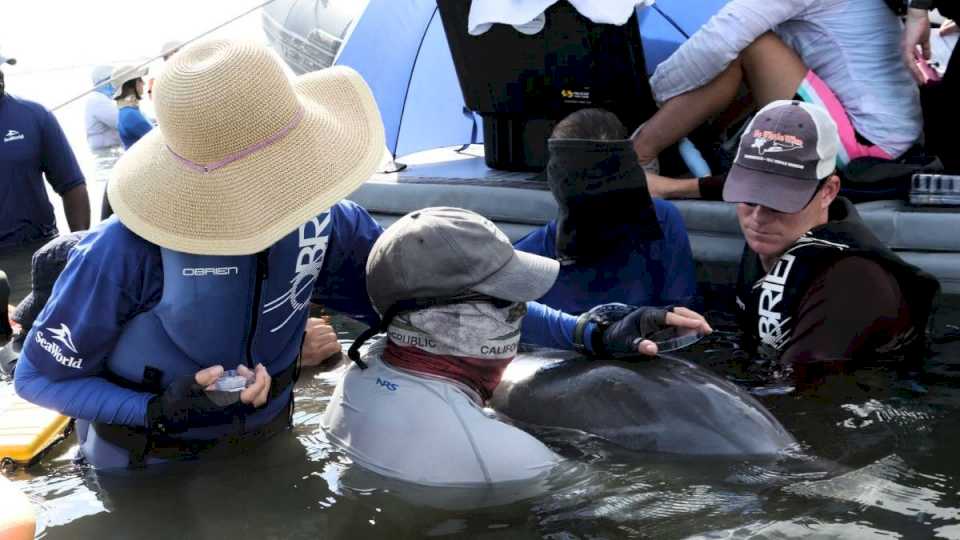 Descubrimiento en el aliento de los delfines alerta sobre la contaminación ambiental