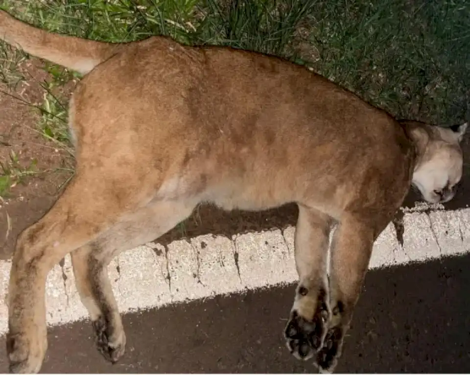 Atropellaron a puma en cercanías al acceso de Iguazú