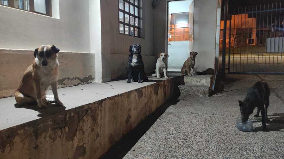 Es proteccionista de Km. 3 y lucha día a día contra la sobrepoblación animal en Comodoro: cómo colaborar