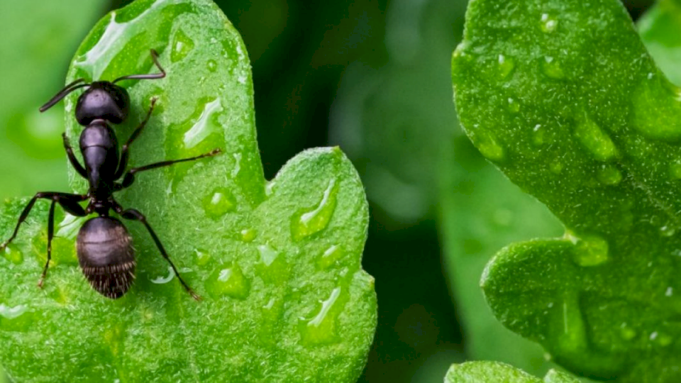 Olvídate para siempre las hormigas negras en tu jardín usando solo un ingrediente