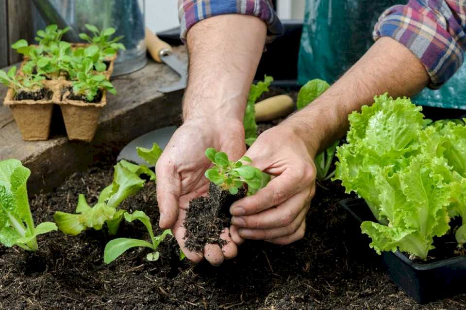 La huerta familiar para la seguridad alimentaria, un exitoso fracaso en Argentina: la clave de la biopolítica