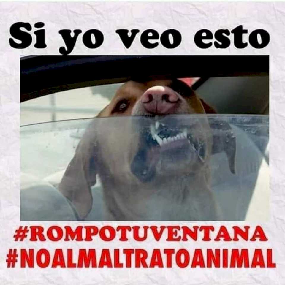 llega-el-calor:-es-legal-romper-el-vidrio-de-un-auto-cuando-hay-un-animal-dentro?