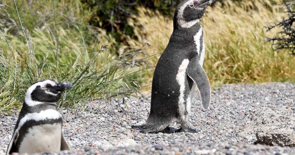 juicio-historico-por-la-matanza-de-pinguinos-en-punta-tombo:-que-es-un-«ecocidio»-y-la-pena-que-puede-recibir-el-imputado