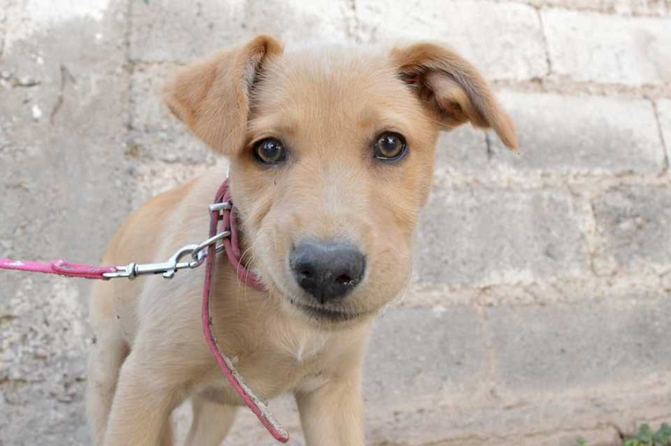 Se logró dar en adopción a cuatro perritos en una nueva jornada “Dogfriendly”