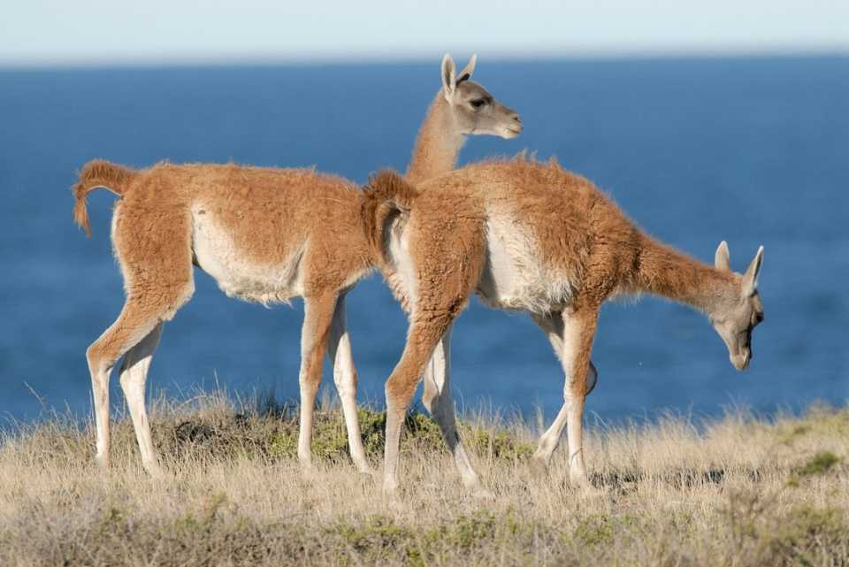 Preocupación por la «sobrepoblación» de guanacos: en Chubut y Santa Cruz «hay más de 4 millones y medio» de ejemplares