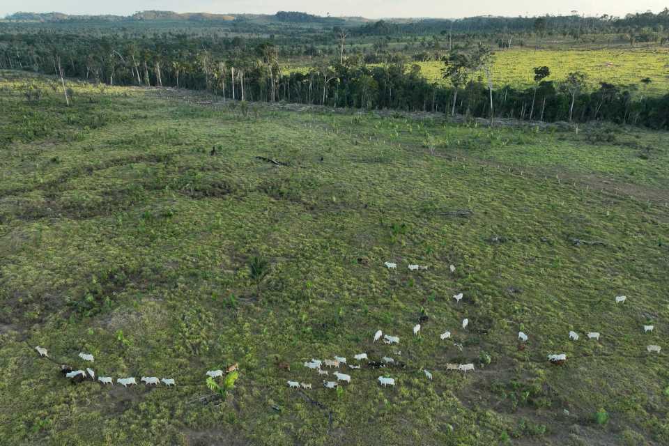 brasil-multa-a-companias-empaquetadoras-de-carne-por-comprar-ganado-criado-ilegalmente