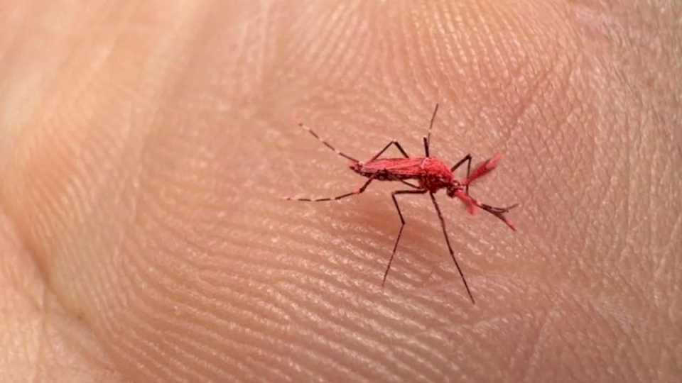 Mendoza completó la primera fase del ensayo con mosquitos fluo para combatir el dengue