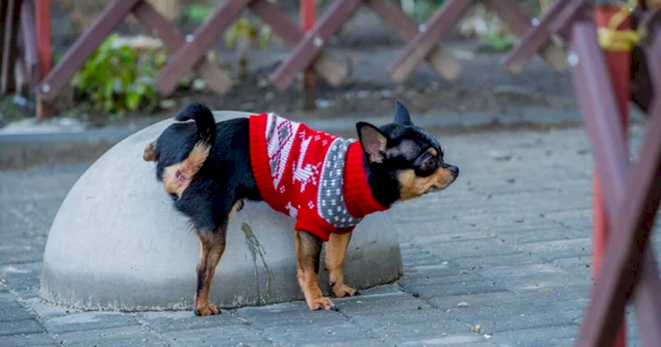 Mascota: el secreto que nunca te contaron para que tu perro aprenda a hacer sus necesidades fuera de casa