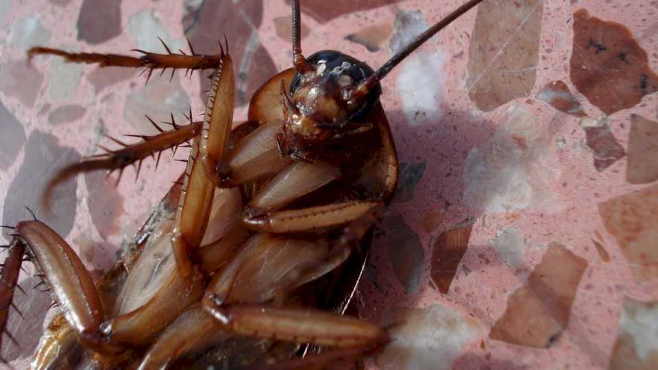 Dile adiós a las cucarachas con esta planta que actúa como repelente natural