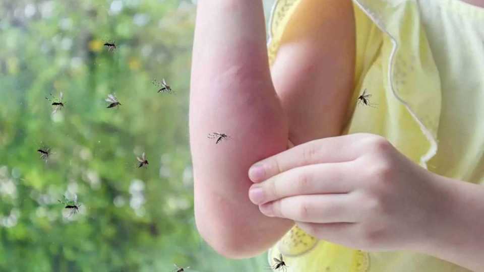 Descubrimiento sobre la picadura de los mosquitos sorprende a los científicos y asusta a toda la humanidad